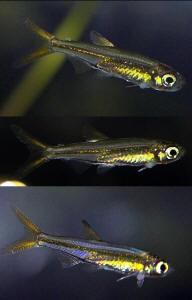 Treatment options for fungus in Jellybean Tetra (wild caught) 7/22/12